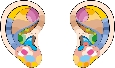 A fül reflex zónái